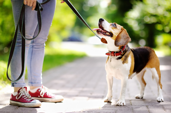 image for School’s out for summer – or is it? Tips for training your pet